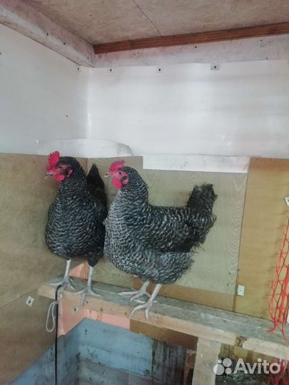 Домашние куриные яйца