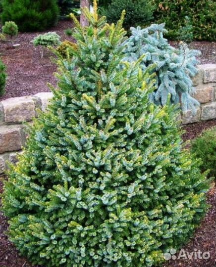 Ель сербская Певе Тиджин С7 25-30см