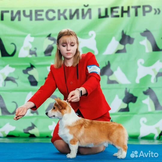 Услуги хендлера. Профессиональный хендлер
