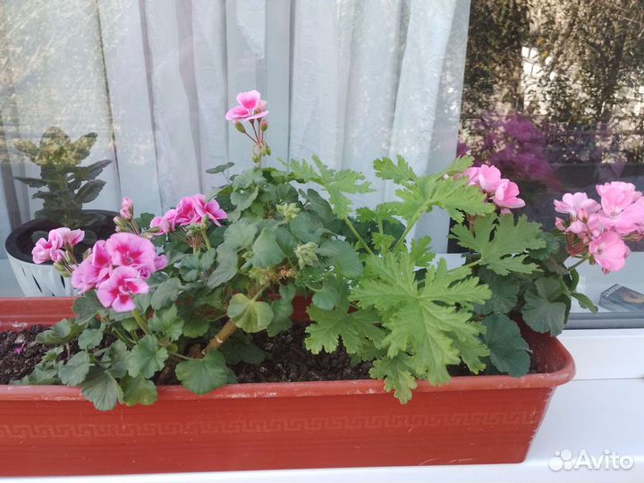 Пеларгония герань