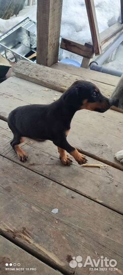 Щенки добермана