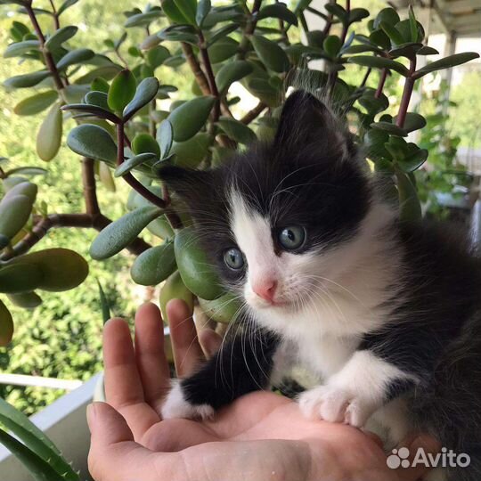 Кошки в добрые руки даром