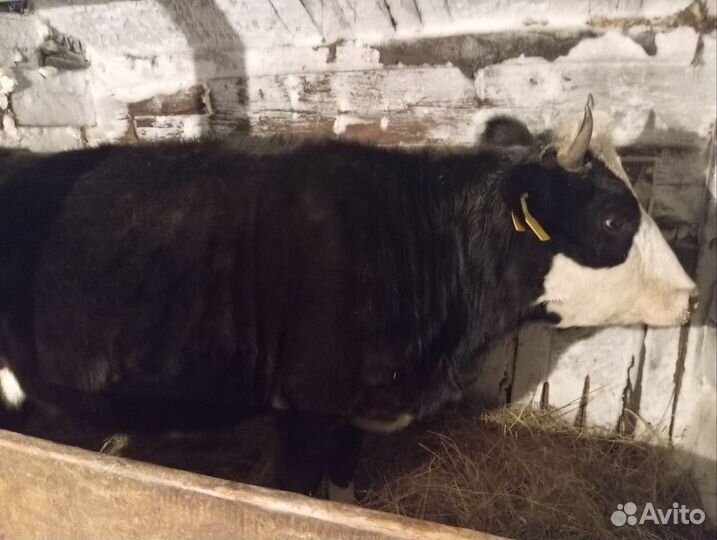 Быки и телки на мясо