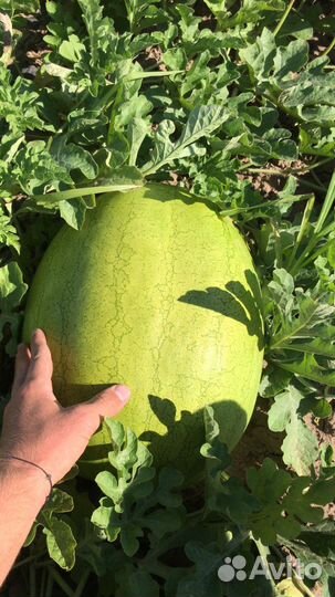 Арбуз мраморный