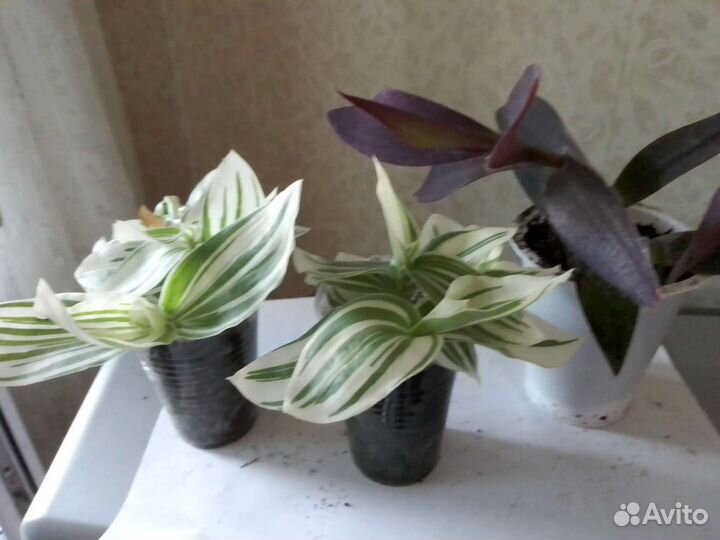 Традесканция, алоэ, каланхоэ, денежное дерево