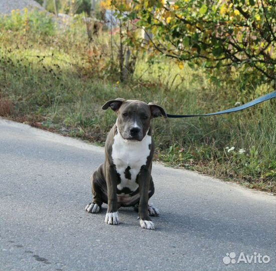 Девочка амстаффа