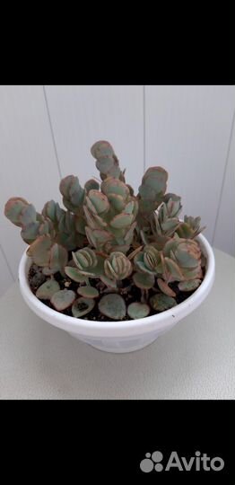 Суккуленты