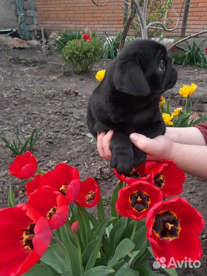 Щенки мопса