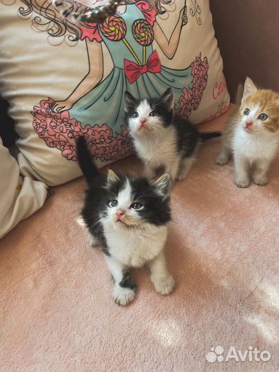 Котята в добрые руки