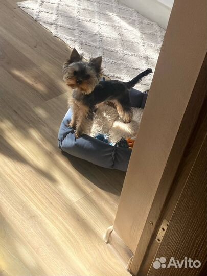 Вязка. Йоркширский терьер мини