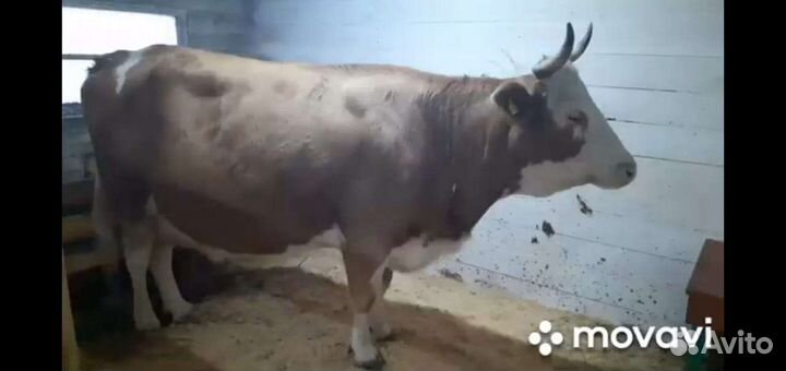 Бык