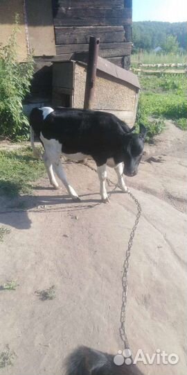 Корова,бычек,телочка