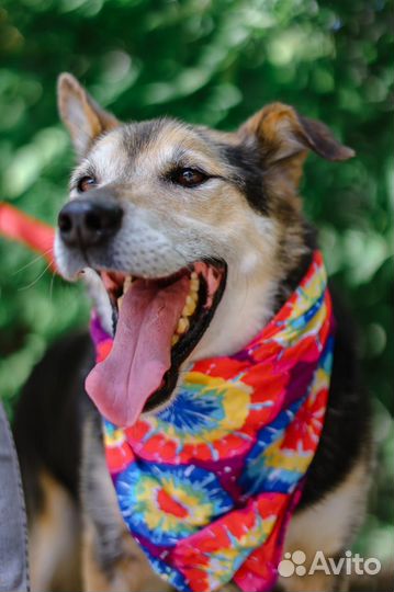 Собака-ласка страдает в приюте