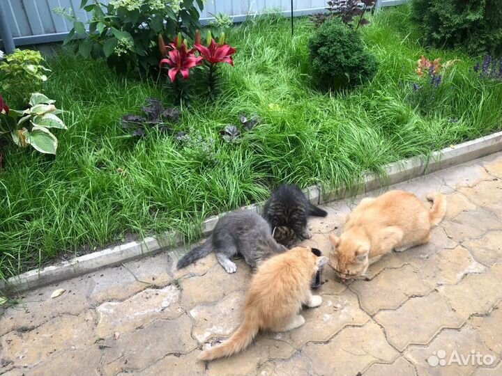 Очаровательные котята в дар