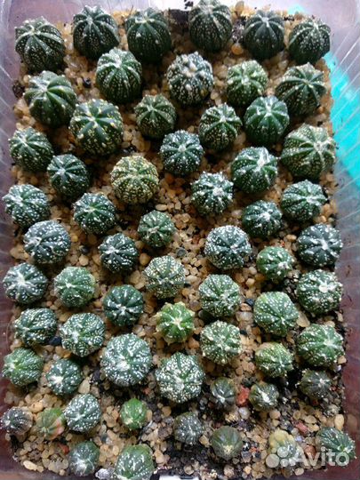 Сеянцы кактусов астрофитумы и др
