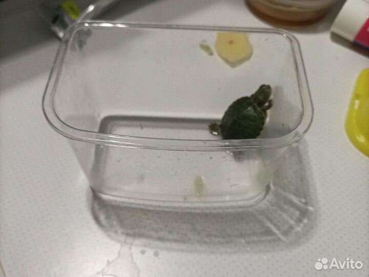 Продам Черепашку