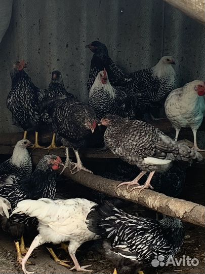 Молодые петушки