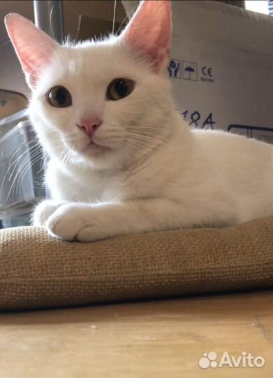 Очаровательная белая кошечка в добрые руки