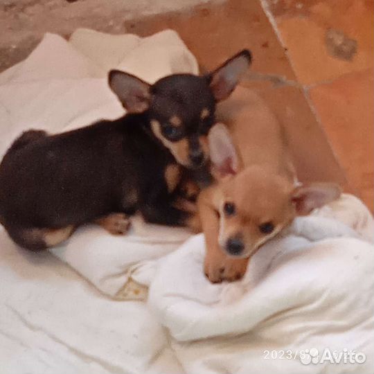 Мини той-терьер щенки