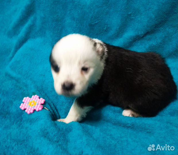 Щенок, девочка, панда в добрые руки