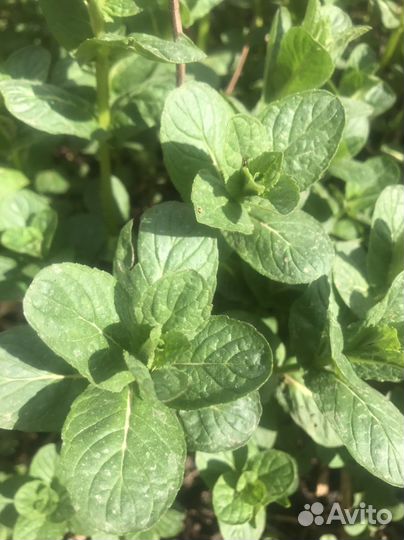 Рассада мята душистая