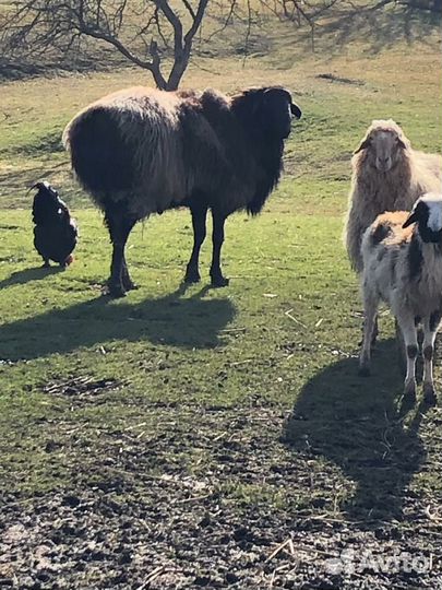 Овцы бараны