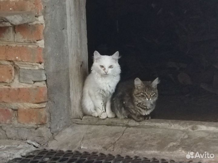 Котята в добрые руки бесплатно