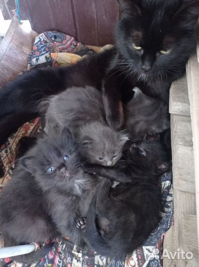 Котята в добрые руки бесплатно