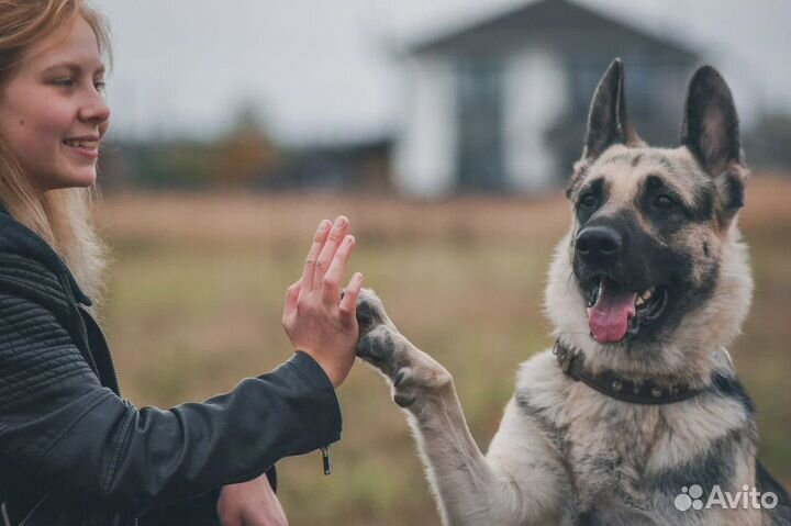 Дрессировка собак / Воспитание собак
