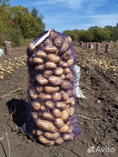 Продам картофель