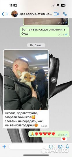 Вельш-корги пемброк щенки РКФ чистокровные