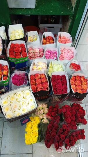 Роза Голландия микс