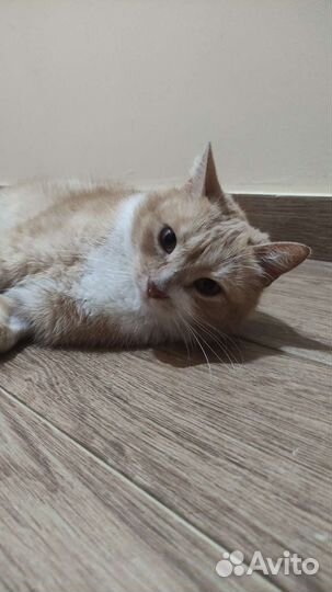 Кошка в добрые руки