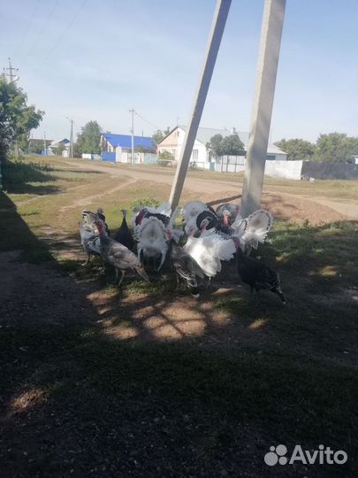 Индюки домашние