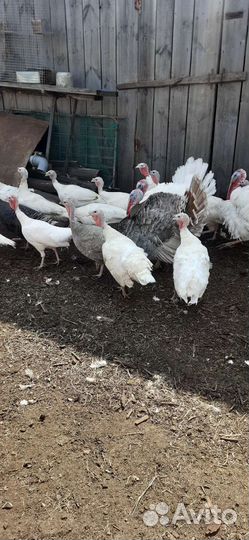 Гусята Линда