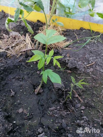 Манжурский орех