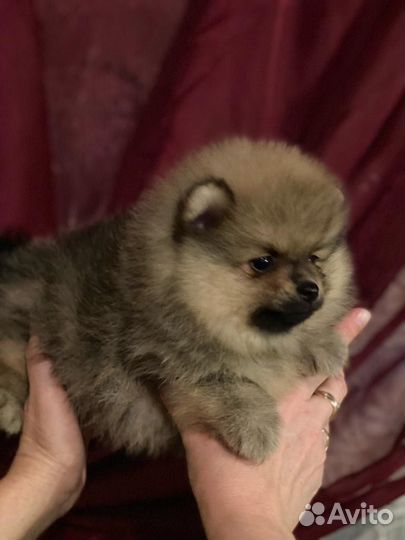 Щенки шпица