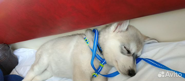 Монитор сделка/ваша цена