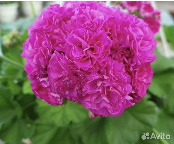 Пеларгония сортовая герань