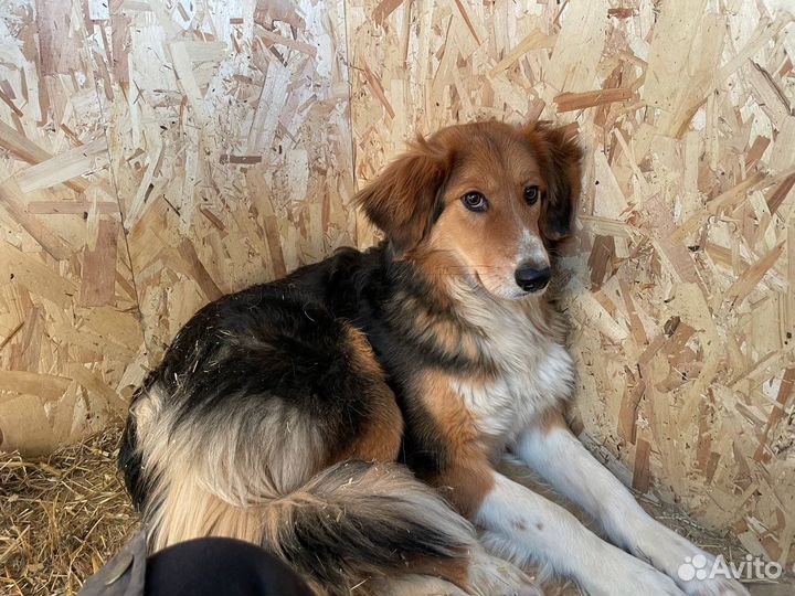 Собаки из приюта Некрасовка