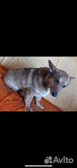 Собачка Люська