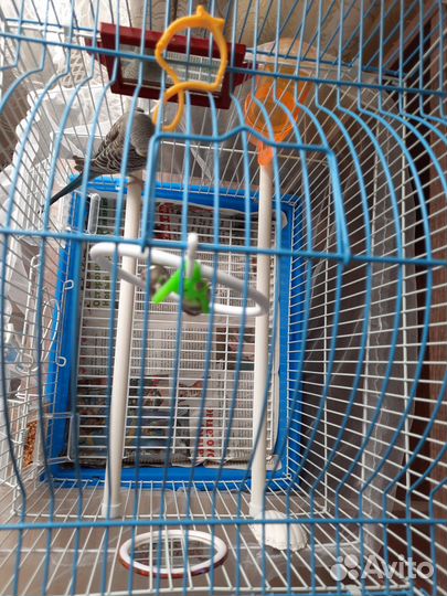 Птенцы волнистый попугай