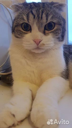 Шотландский вислоухий кот