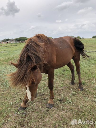 Лошадь жеребец