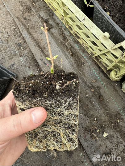 Гортензия саженцы