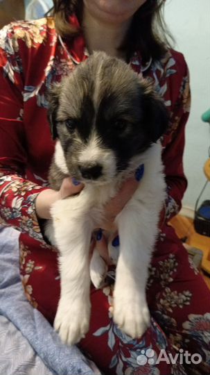 Собаки бесплатно в добрые руки щенки