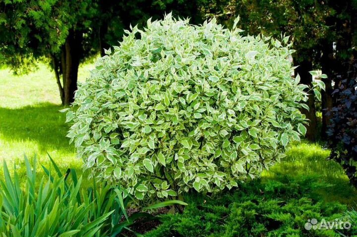 Саженцы декоративных культур