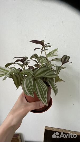 Традесканции