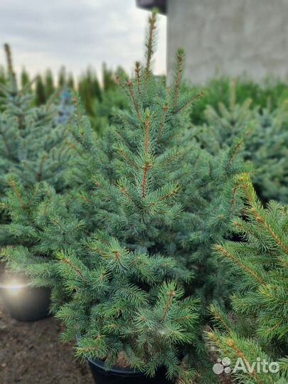 Ель пышная Глаука саженцы