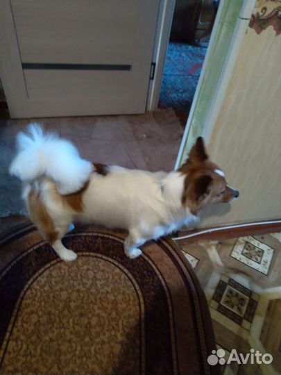 Собаки мальчики в добрые руки